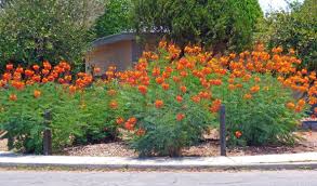 Bird Of Paradise Tree Arizona Red Bird Of Paradise Bush Desert Landscaping Xeriscape Desert Plants