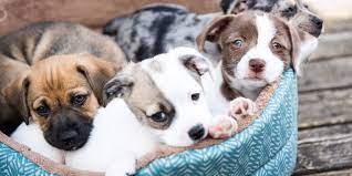 Some states may ban a specific dog breed. How To Start A Pet Business