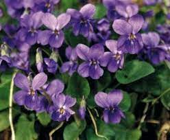 Sweet Violets Violet Rustic Arrangements