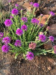 Image result for Trichodesma physaloides