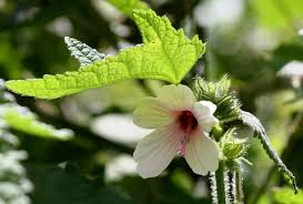 Image result for Pavonia