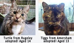 Purebred cat rescue specializes in purebred adoptions, but the organization also offers mixed breeds. Adopt An Adult Or Older Cat From A Rescue Centre Cat Chat