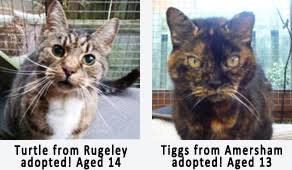 New matching kitties will be emailed to you daily! Adopt An Adult Or Older Cat From A Rescue Centre Cat Chat
