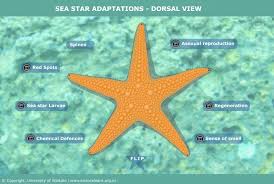 Sea Star Adaptations Dorsal View Science Learning Hub