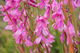 Image result for Watsonia borbonica