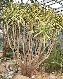 Image result for Aloidendron