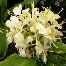 Image result for Hyparrhenia griffithii