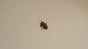 People also call this pest as sewage flies, filter flies, and drainage moths. Had These Bugs Crawling Out Of Sink Drain Along With Clogged Tub Picture Of Holiday Inn Hotel Suites Vero Beach Oceanside Tripadvisor