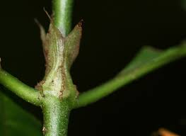 Image result for Psychotria peduncularis