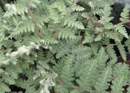 Image result for Cheilanthes inaequalis