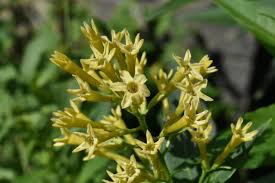 Image result for Cestrum parqui
