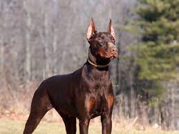 Favorite this post jun 5. European Doberman Puppies For Sale