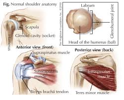 Shoulder ligaments and tendons diagram | … Swimmer S Shoulder Hughston Clinic