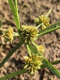 Image result for Courtoisina cyperoides