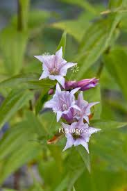 Image result for Gentiana asclepiadea alba