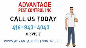 Get directions, reviews and information for advantage pest related services in pompano beach, fl. Toronto Pest Control Exterminator Toronto Toronto Rats