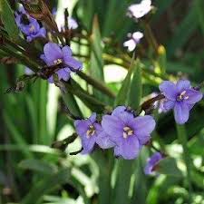 Image result for Aristea ecklonii