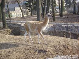 Maybe you would like to learn more about one of these? Harkovskij Zoopark Istoriya Zhivotnye Zooparka Adres I Foto