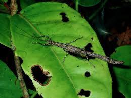 Phasmids Of The World