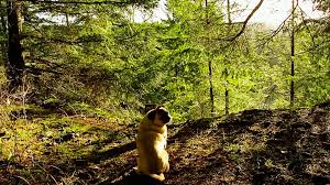 Profile for The Further Adventures of Otis