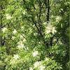 Redbud trees usher in the new season with masses of tiny pink blossoms decorating delicate branches. 1