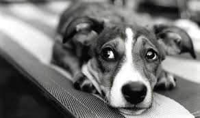 If your dog is feeling anxious, he may not be getting enough activity. 7 Safe Natural Ways To Calm Down Your Dog