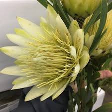 View listing photos, review sales history, and use our detailed real estate filters to find the perfect place. Phillip S Wholesale Floral Service 524 N Cass Ave Westmont Il Florists Mapquest