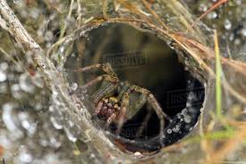 The 10 deadly house spiders you should be wary of. Labyrinth Spider Agelena Labyrinhthica At Entrance Of Funnel Web At Ground Level On Cropped Limestone Grassland Polden Hills Somerset Uk July Stock Photo Dissolve