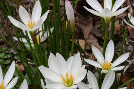Image result for Zephyranthes candida