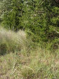 Image result for Croton polytrichus