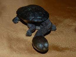 Image Result For Smooth Snake Necked Turtle Turtle Turtles For Sale Reptiles And Amphibians