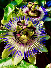 Image result for Passiflora caerulea