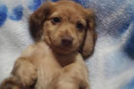 Fergiedachs kennels a miniature dachshund breeder with puppies for sale in mississippi, louisiana, alabama and more! The Most Beautiful English Cream Miniature Dachshund Puppies For Sale In Orlando Florida Classified Americanlisted Com