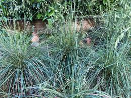 Image result for Festuca