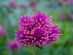 Image result for Gomphrena globosa