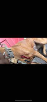 Fundraiser by Walter Gandy : OUR DOG WAS SHOT BY THE POLICE IN OUR BACKYARD