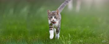 We believe it is also essential to include you as the pet owner in the decision making process related to the care and happiness of your pets. Howell Nj Animal Hospital Veterinary Surgery True Care Veterinary Hospital Howell Nj