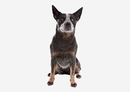 Search purebred australian stumpy tail cattle dogs and puppies for sale. Europetnet Super User