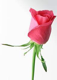 Absolutely more likely than you think. Pink Rose Single Free Wallpaper Downloads Red Rose Love Single Flower Red Roses