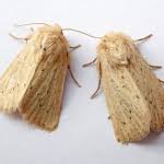 Image result for Photedes extrema