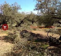 How long to take olive tree to produce olives? Olive Tree Care Pruning Fertilizer Irrigation Pest Control