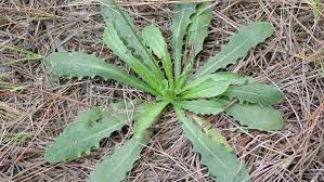Weeds are described as plants growing where they are not wanted. Weeds Nc State Extension