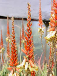 Image result for Aloe lutescens