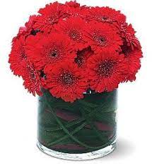 Red Gerbera Collection Gerbera Daisy Gerbera Flower Flower Arrangements