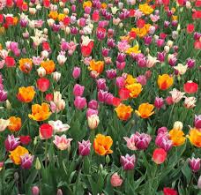 We did not find results for: You Must Visit These New Jersey Flower Farms Hoboken Girl