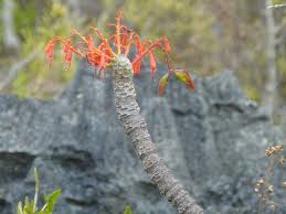 Image result for Hildegardia