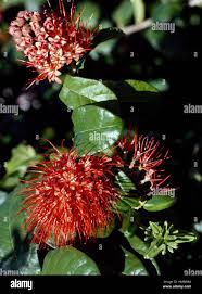 Image result for Combretaceae