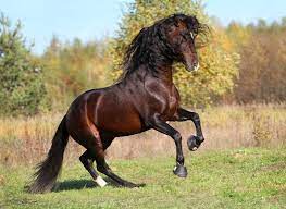 Horses 1054x768 Animals Horses Hd Art Horses 480p Wallpaper Hdwallpaper Desktop Horses Andalusian Horse Beautiful Horses