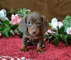Mini Dachshund Puppies For Sale Black Tan Doxie Breeder Short Hair Pups Dachshund Puppies Daschund Puppies Dapple Dachshund