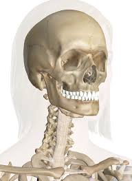 All of your bones, except for one (the hyoid bone in your neck), form a joint with another bone. Bones Of The Head And Neck Interactive Anatomy Guide